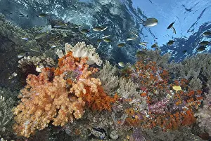 Papua Prints: DDE-90024882