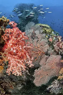 Papua Prints: DDE-90024883