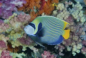 Papua Prints: DDE-90024885