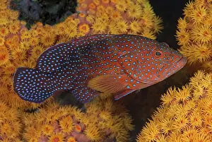 Papua Prints: DDE-90024887