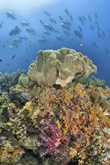Papua Prints: DDE-90024888