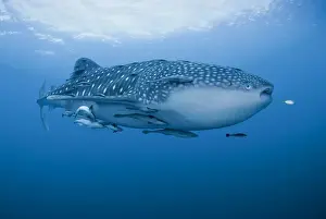 Remora Prints: DDE-90024892