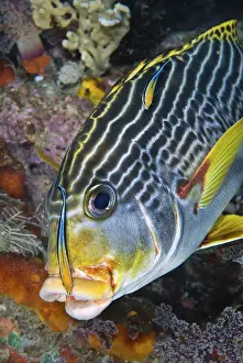 Papua Prints: DDE-90024896