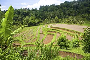 Bali Collection: DDE-90024959