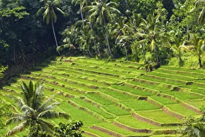 Bali Collection: DDE-90024960