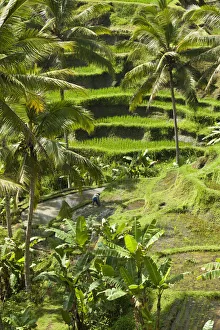 Bali Collection: DDE-90024983
