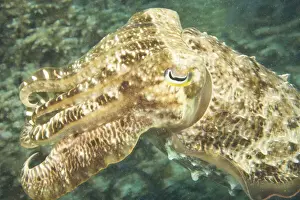 Cuttlefish Prints: DDE-90024993