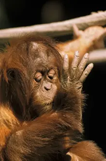 Pygmaeus Prints: DDE-90025002