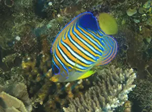 Sealife Prints: DDE-90025003