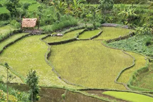 Bali Collection: DDE-90025025