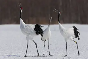Cranes Prints: DDE-90025051