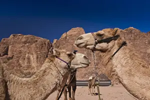 Camels Prints: DDE-90025168
