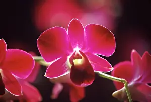 Orchid Prints: DDE-90025302