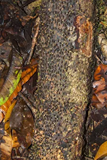 Arthropod Collection: DDE-90025304