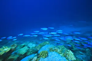 Atoll Prints: DDE-90025328
