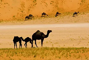Arabia Prints: DDE-90025431