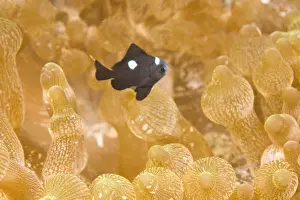 Damselfish Prints: DDE-90025467