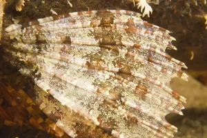 Seabed Prints: DDE-90025486
