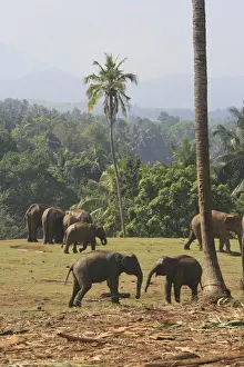 Elephas Prints: DDE-90025507