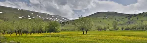 Turkey Prints: DDE-90025627