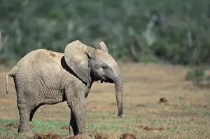 Addo Prints: DDE-90025728
