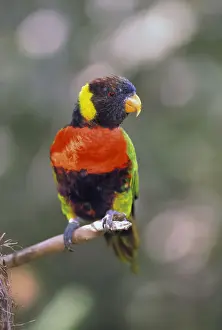 Perch Prints: DDE-90025814