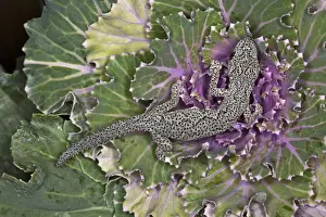 Spiny Prints: DDE-90025816
