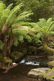 Frond Prints: DDE-90025923