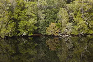Reflected Prints: DDE-90025931