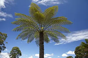 Frond Prints: DDE-90025933