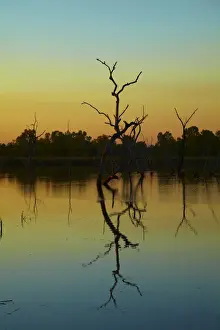 Reflected Prints: DDE-90025964