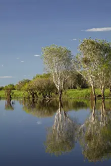 Reflected Prints: DDE-90025983