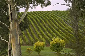Winery Prints: DDE-90026092