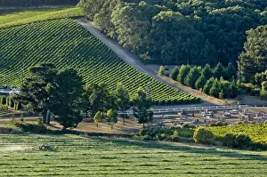 Winery Prints: DDE-90026097