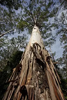Tall Prints: DDE-90026187