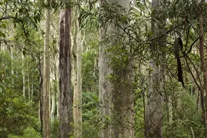 Eucalyptus Prints: DDE-90026188