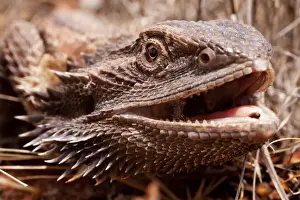 Dragon Prints: DDE-90026204