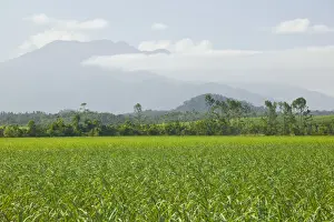 Queensland Prints: DDE-90026268