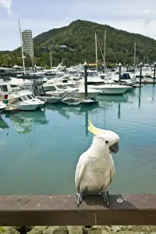 Queensland Prints: DDE-90026297