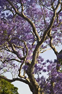Queensland Prints: DDE-90026304