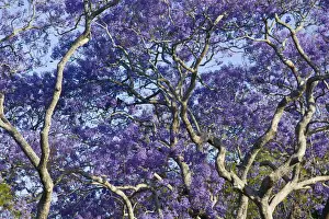 Queensland Prints: DDE-90026305