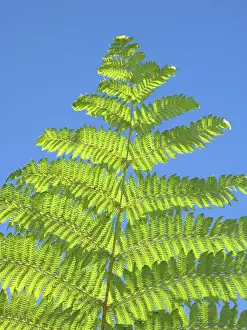 Auckland Prints: DDE-90026325