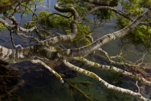 Beech Collection: DDE-90026328