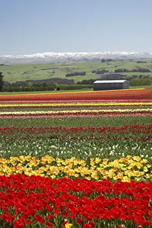 Horticulture Prints: DDE-90026362