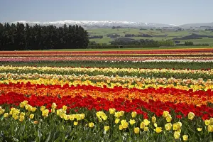 Horticulture Prints: DDE-90026363