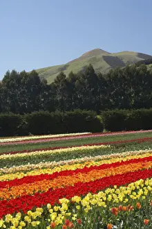 Horticulture Prints: DDE-90026365