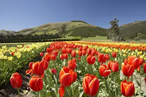 Grow Prints: DDE-90026372