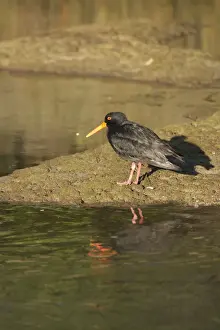 Oystercatcher Prints: DDE-90026459
