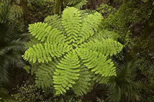 Frond Prints: DDE-90026482