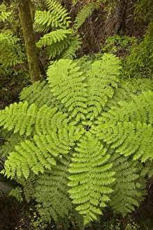 Frond Prints: DDE-90026484